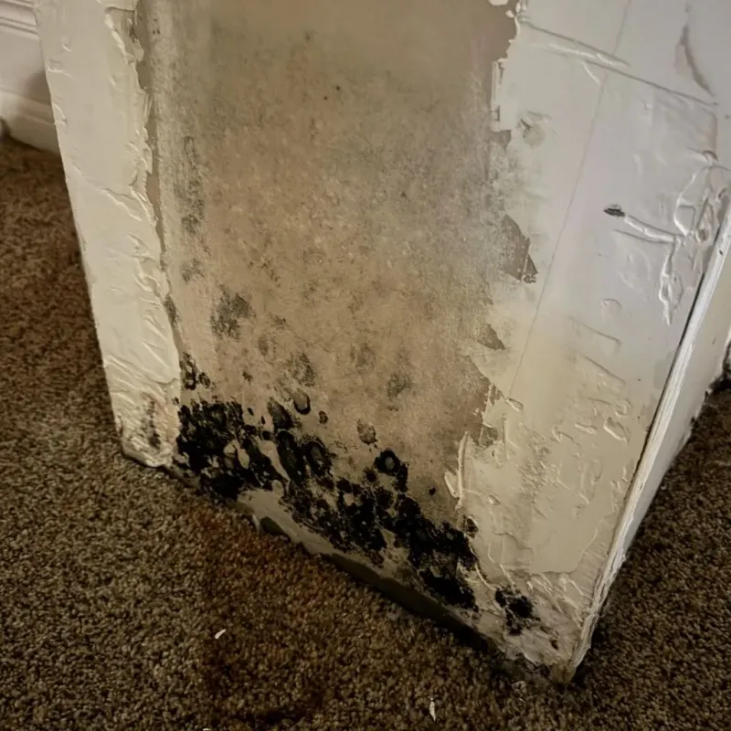Professional Mold Removal in Stilwell, OK